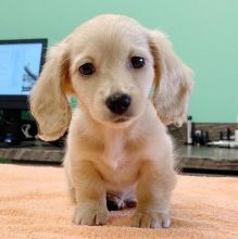 Sweet Miniature Dachshund Puppies Available 💕Delivery possible Image eClassifieds4U