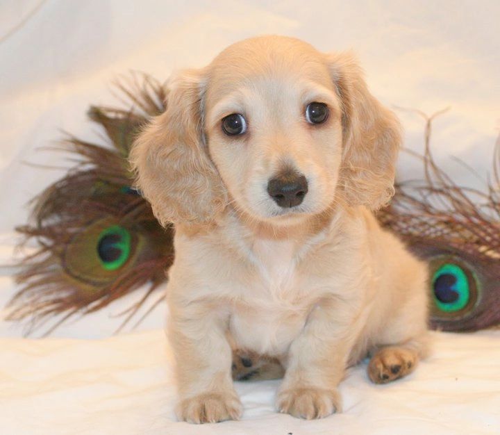 Sweet Miniature Dachshund Puppies Available 💕Delivery possible Image eClassifieds4u