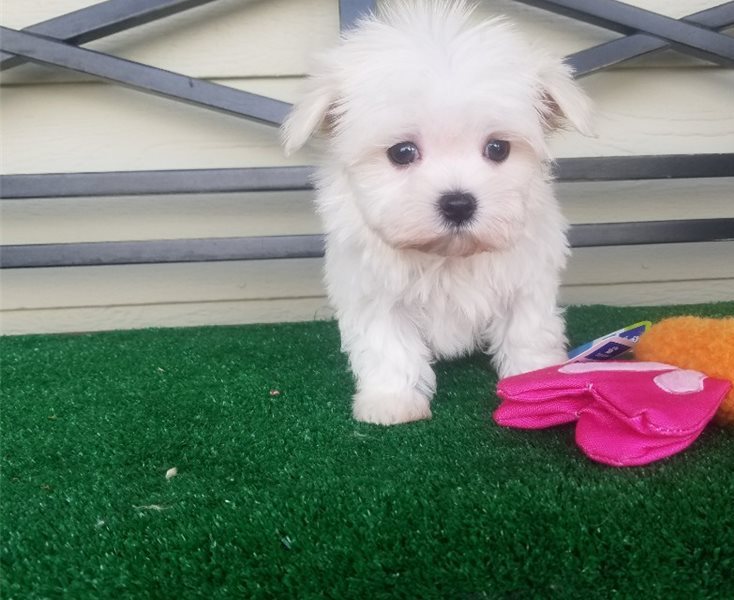 Pocket Maltese Puppies - Teacups and Tiny Breeds Contact us at ‪(215) 650-7014‬ Image eClassifieds4u