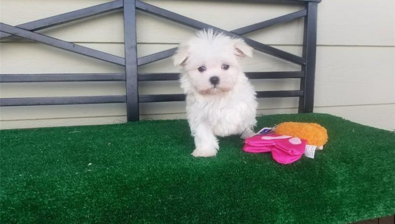 Pocket Maltese Puppies - Teacups and Tiny Breeds Contact us at ‪(215) 650-7014‬ Image eClassifieds4u