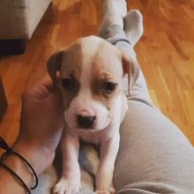 Best Quality male and female Pitbulll puppies for adoption