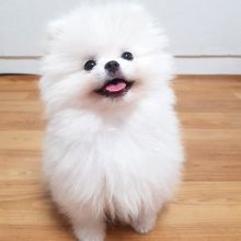 Best Quality male and female Pomeranian puppies for adoption