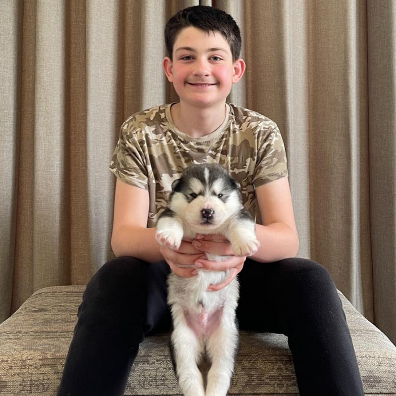 Alaskan malamute puppies 10 Weeks Old:Call or Text (215) 650-7014‬ or mispaastro@gmail.com Image eClassifieds4u