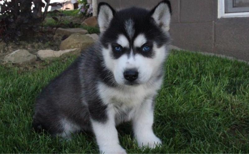 Blue Eyed Female Husky Puppy Ready Now :Call or Text ‪(215) 650-7014‬ or mispaastro@gmail.com Image eClassifieds4u