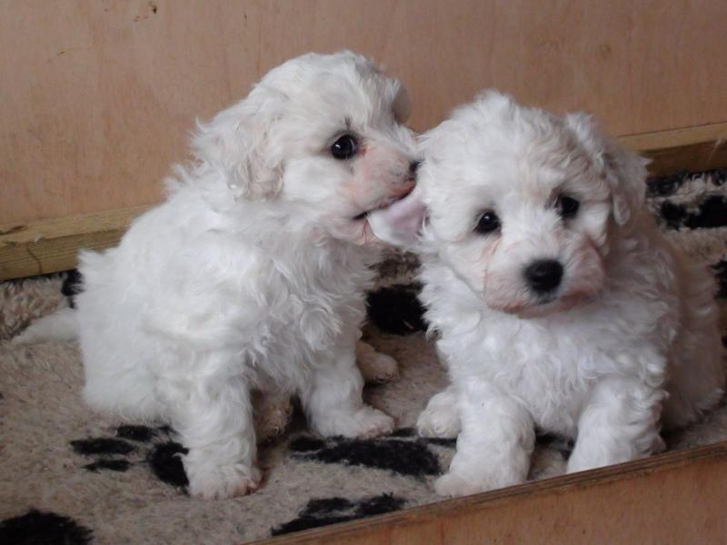 Finest Bichon Frise Puppies Available contact us at (215) 650-7014‬ Image eClassifieds4u