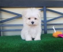 Pocket Maltese Puppies - Teacups and Tiny Breeds Contact us at ‪(215) 650-7014‬ Image eClassifieds4u 3