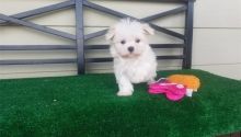 Pocket Maltese Puppies - Teacups and Tiny Breeds Contact us at ‪(215) 650-7014‬ Image eClassifieds4u 4