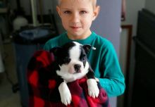 CKC Boston Terrier Pups Males and Females Available:Call or Text (215) 650-7014 Image eClassifieds4u 2