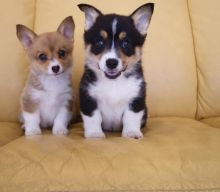 Pembroke Welsh Corgi Puppies for Sale :Call or Text (215) 650-7014‬ or mispaastro@gmail.com Image eClassifieds4u 2