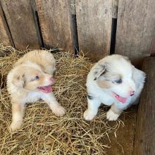 Best Quality male and female MALTESE puppies for adoption...