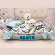 Best Quality male and female Bichon puppies for adoption