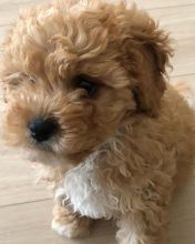 Best Quality male and female Cavapoo puppies for adoption