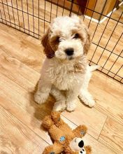 Best Quality male and female Goldendoodle puppies for adoption