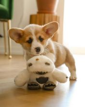 Best Quality male and female Pembroke Welsh Corgi puppies for adoption