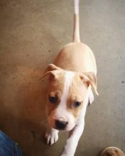 Best Quality male and female Pitbull puppies for adoption