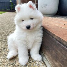 Excellence lovely Male and Female Samoyed Puppies for adoption..[ davidjonese5690@gmail.com ]