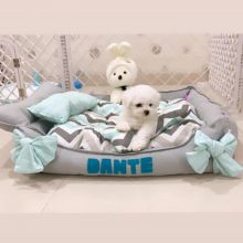 Best Quality male and female Bichon puppies for adoption Image eClassifieds4u 1