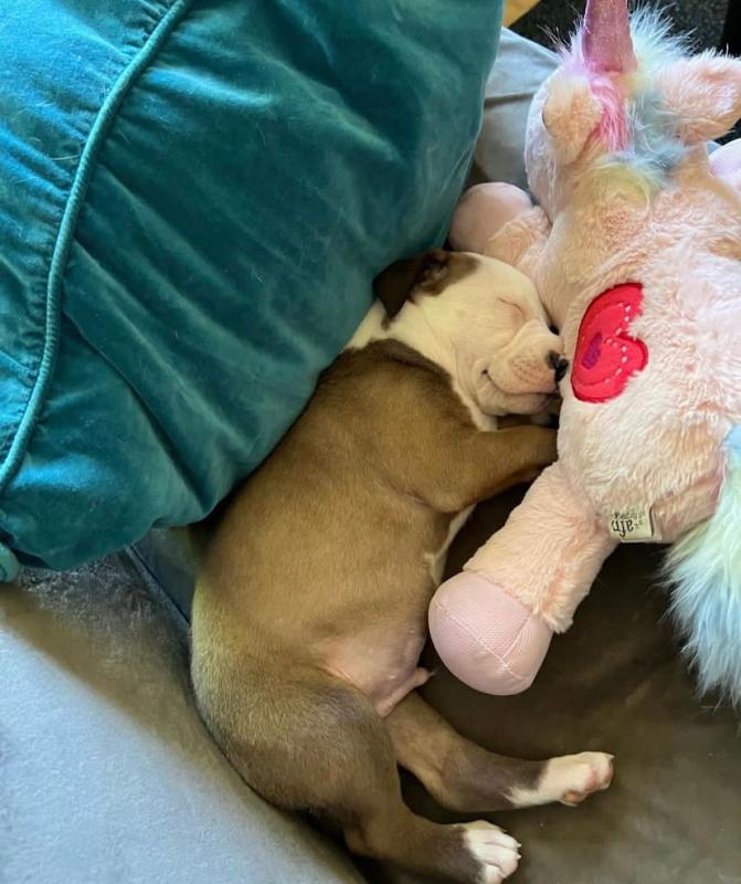 Adorable pitbull puppies available for adoption. (douglasarmel62@gmail.com) Image eClassifieds4u