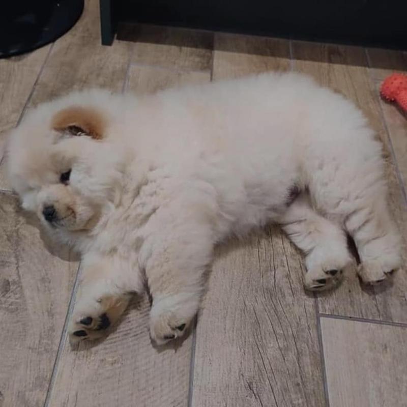 Beautiful Chow Chow puppies available for adoption. (montestheresa818@gmail.com) Image eClassifieds4u