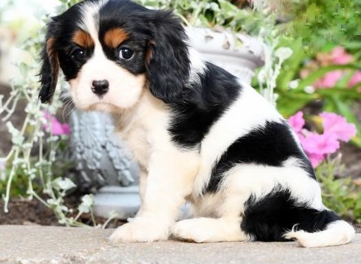 🐕💕 C.K.C CAVALIER KING CHARLES SPANIEL PUPPIES 🥰 READY FOR A NEW HOME 💗🍀🍀 Image eClassifieds4u