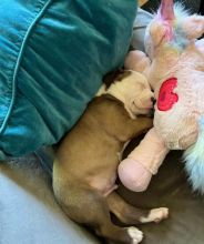 Adorable pitbull puppies available for adoption. (douglasarmel62@gmail.com)