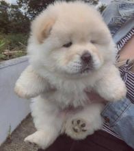 Beautiful Chow Chow puppies available for adoption. (montestheresa818@gmail.com)