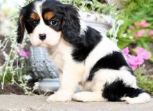 🐕💕 C.K.C CAVALIER KING CHARLES SPANIEL PUPPIES 🥰 READY FOR A NEW HOME 💗🍀🍀