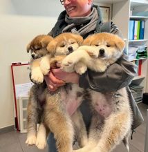 Adorable Akita inu puppies for adoption. (mendezphilip34@gmail.com)