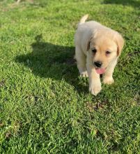 Adorable Labrador puppies for adoption. (gomezherman753@gmail.com)