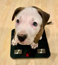 Adorable Pitbull puppies available for adoption. (douglasarmel62@gmail.com)