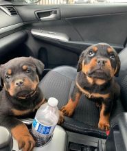 Adorable Rottweiler puppies for adoption (senaalyssa3@gmail.com)