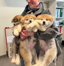 Amazing and Akita inu puppies available for adoption. (mendezphilip34@gmail.com)