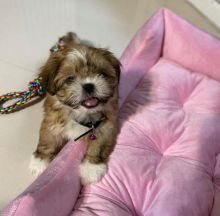 Amazing and smart Shih Tzu puppies available for adoption. (mellisamaria261@gmail.com)