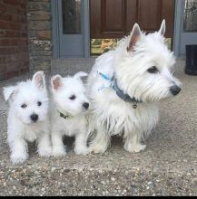 Cute and active westie puppies for adoption.(markjones684@gmail.com