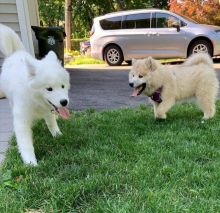 pretty Samoyed puppies for free adoption(jakeharriies@gmail.com)