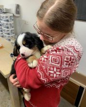 Stunning Bernese mountain puppies available for adoption. (pm5436575@gmail.com)