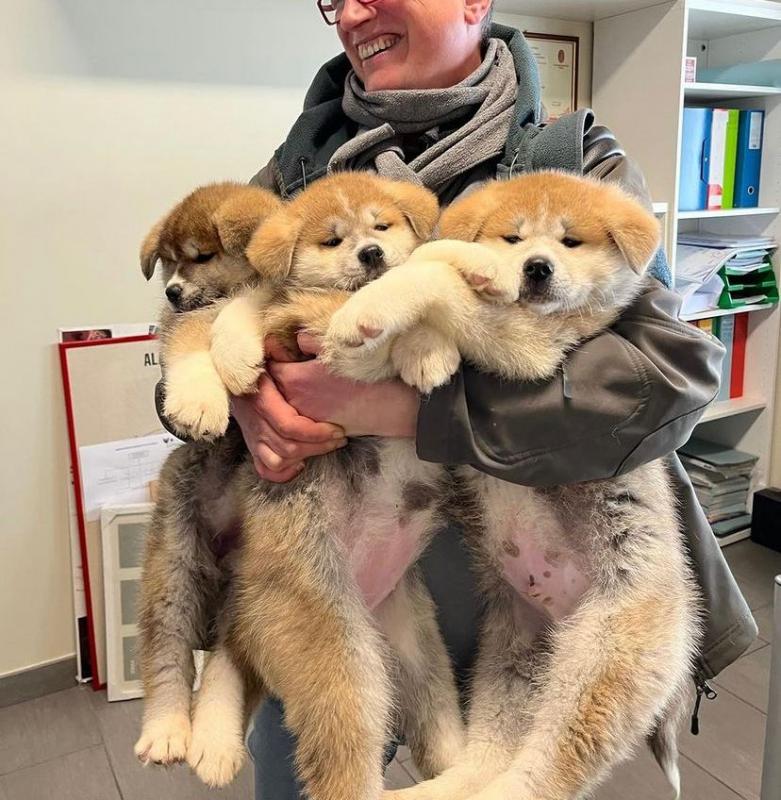 Adorable Akita inu puppies for adoption. (mendezphilip34@gmail.com) Image eClassifieds4u