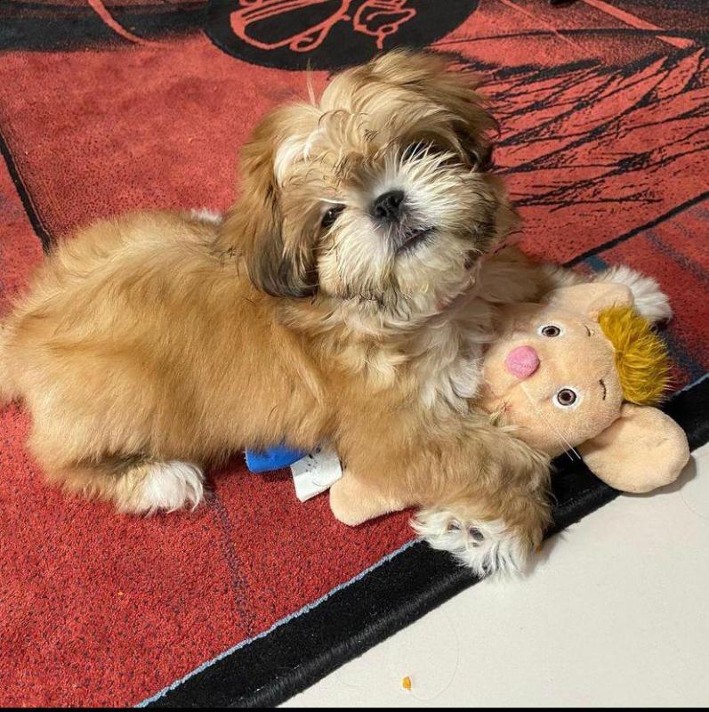Adorable shih tzu puppies for adoption. (mellisamaria261@gmail.com) Image eClassifieds4u