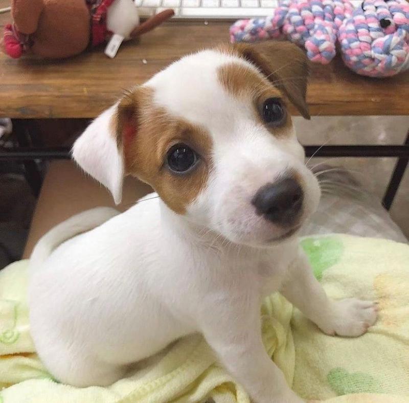 Jack Russell puppies for adoption. (melllisamouwel21@gmail.com) Image eClassifieds4u