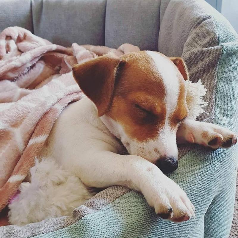 Jack Russell puppies for adoption. (melllisamouwel21@gmail.com) Image eClassifieds4u