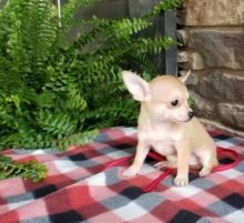 .🟥🍁🟥 CKC CHIHUAHUA PUPPIES 🐶🐶 READY FOR A NEW HOME 💗🍀🍀 Image eClassifieds4u 2