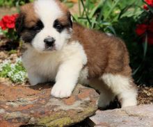 🐕💕 C.K.C SAINT BERNARD PUPPIES 🥰 READY FOR A NEW HOME 💗🍀🍀 Image eClassifieds4u 2