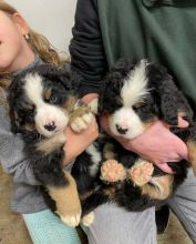Stunning Bernese mountain puppies available for adoption. (pm5436575@gmail.com ) Image eClassifieds4u 2