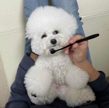 Beautiful Pomeranian puppies available for adoption. (gracehellen146@gmail.com) Image eClassifieds4u 1