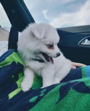 Cute and adorable American Eskimo puppies available for adoption. (tayshasonia@gmail.com) Image eClassifieds4U