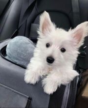 Offering Cute and active Westie puppies for adoption.(markjones684@gmail.com). Image eClassifieds4u 2