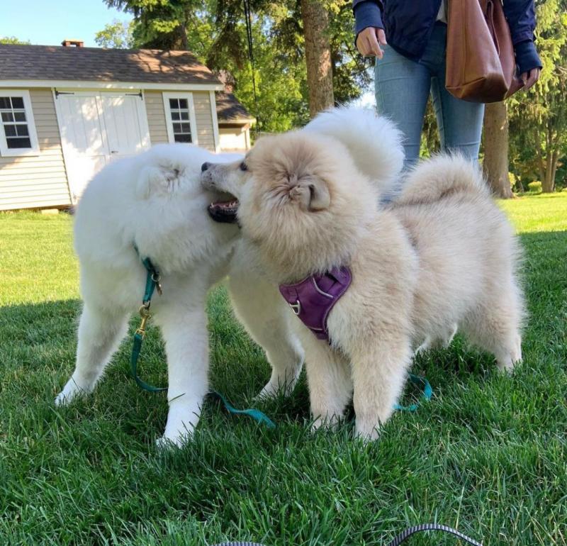 Samoyed puppies for adoption. (jakeharriies@gmail.com) Image eClassifieds4u