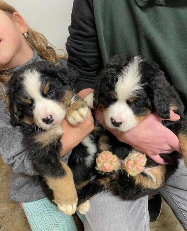 Stunning Bernese mountain puppies available for adoption. (pm5436575@gmail.com) Image eClassifieds4u