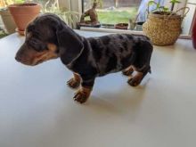 Excellence lovely Male and Female dachshound Puppies for adoption