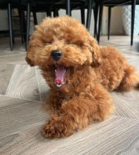 Excellence lovely Male and Female toy poodle Puppies for adoption